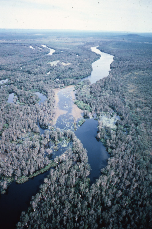 A large area with trees, streams, and rivers.  